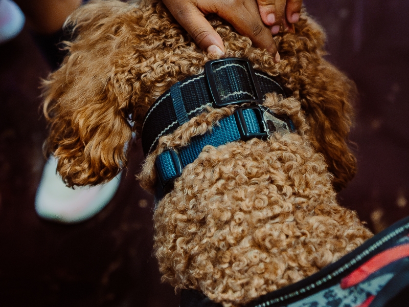 Murphy the dog